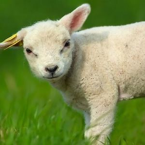 Meet your Posher, Tessa